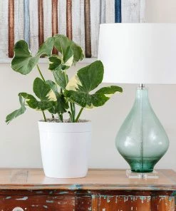 Fast Growing Trees Air Purifying House Plants Mickey Mouse Alocasia (Alocasia Xanthosoma Variegata)