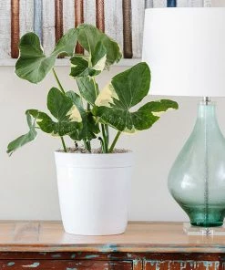 Fast Growing Trees Air Purifying House Plants Mickey Mouse Alocasia (Alocasia Xanthosoma Variegata)