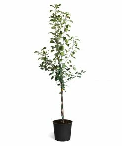 Fast Growing Trees Braeburn & Gala Twisted Apple Tree