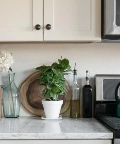 Fast Growing Trees Arabica Coffee Gift Plant See All House & Patio