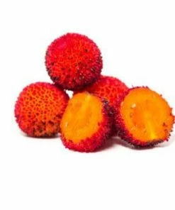 Fast Growing Trees Marina Strawberry Tree