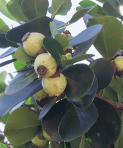 Fast Growing Trees See All House & Patio Autograph Tree 5 Fast Growing Trees See All House & Patio Autograph Tree