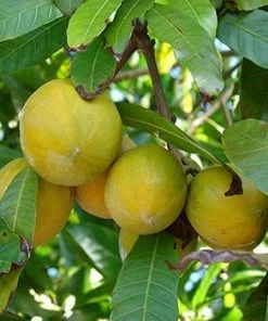 Fast Growing Trees Abiu Tree