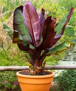 Fast Growing Trees Red Abyssinian Banana Tree Banana Trees