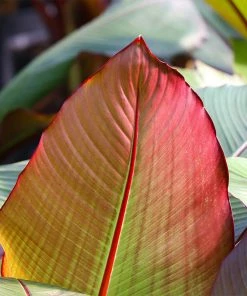 Fast Growing Trees Red Abyssinian Banana Tree Banana Trees