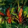 Fast Growing Trees Red Abyssinian Banana Tree Banana Trees