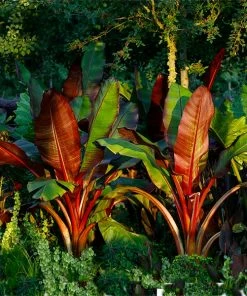 Fast Growing Trees Red Abyssinian Banana Tree Banana Trees