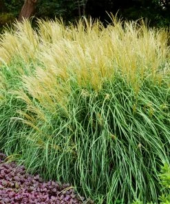 Fast Growing Trees Adagio Maiden Grass Ornamental Grasses