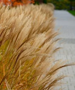 Fast Growing Trees Adagio Maiden Grass Ornamental Grasses