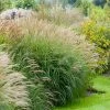 Fast Growing Trees Adagio Maiden Grass Ornamental Grasses