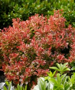 Fast Growing Trees Admiration Barberry Shrub 8 Fast Growing Trees Admiration Barberry Shrub
