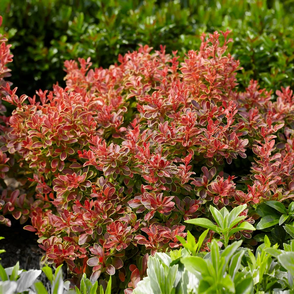 Fast Growing Trees Admiration Barberry Shrub 5 Fast Growing Trees Admiration Barberry Shrub