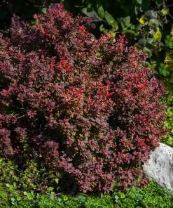 Fast Growing Trees Admiration Barberry Shrub 9 Fast Growing Trees Admiration Barberry Shrub