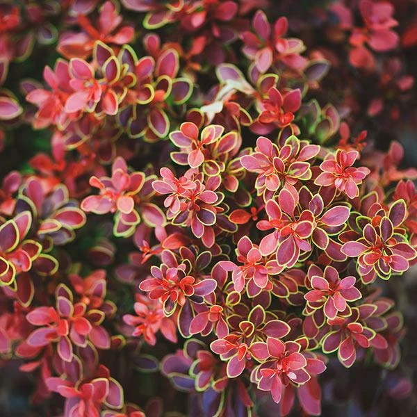 Fast Growing Trees Admiration Barberry Shrub 3 Fast Growing Trees Admiration Barberry Shrub