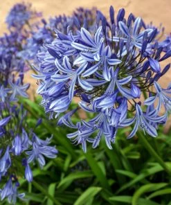 Fast Growing Trees Blue Agapanthus (Lily Of The Nile) See All Shrubs & Hedges