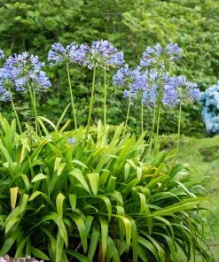 Fast Growing Trees Blue Agapanthus (Lily Of The Nile) See All Shrubs & Hedges