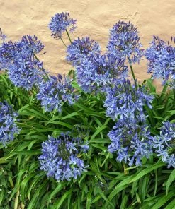 Fast Growing Trees Blue Agapanthus (Lily Of The Nile) See All Shrubs & Hedges