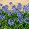 Fast Growing Trees Blue Agapanthus (Lily Of The Nile) See All Shrubs & Hedges 2 Fast Growing Trees Blue Agapanthus (Lily Of The Nile) See All Shrubs & Hedges