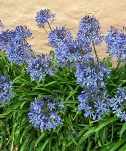 Fast Growing Trees Blue Agapanthus (Lily Of The Nile) See All Shrubs & Hedges