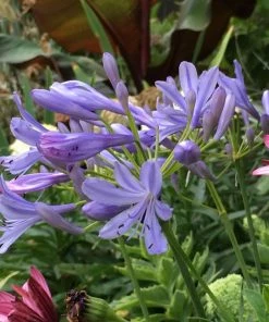 Fast Growing Trees Neverland Lily Of The Nile Plant 7 Fast Growing Trees Neverland Lily Of The Nile Plant