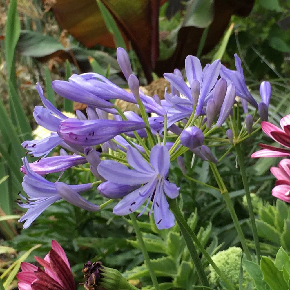 Fast Growing Trees Neverland Lily Of The Nile Plant 5 Fast Growing Trees Neverland Lily Of The Nile Plant