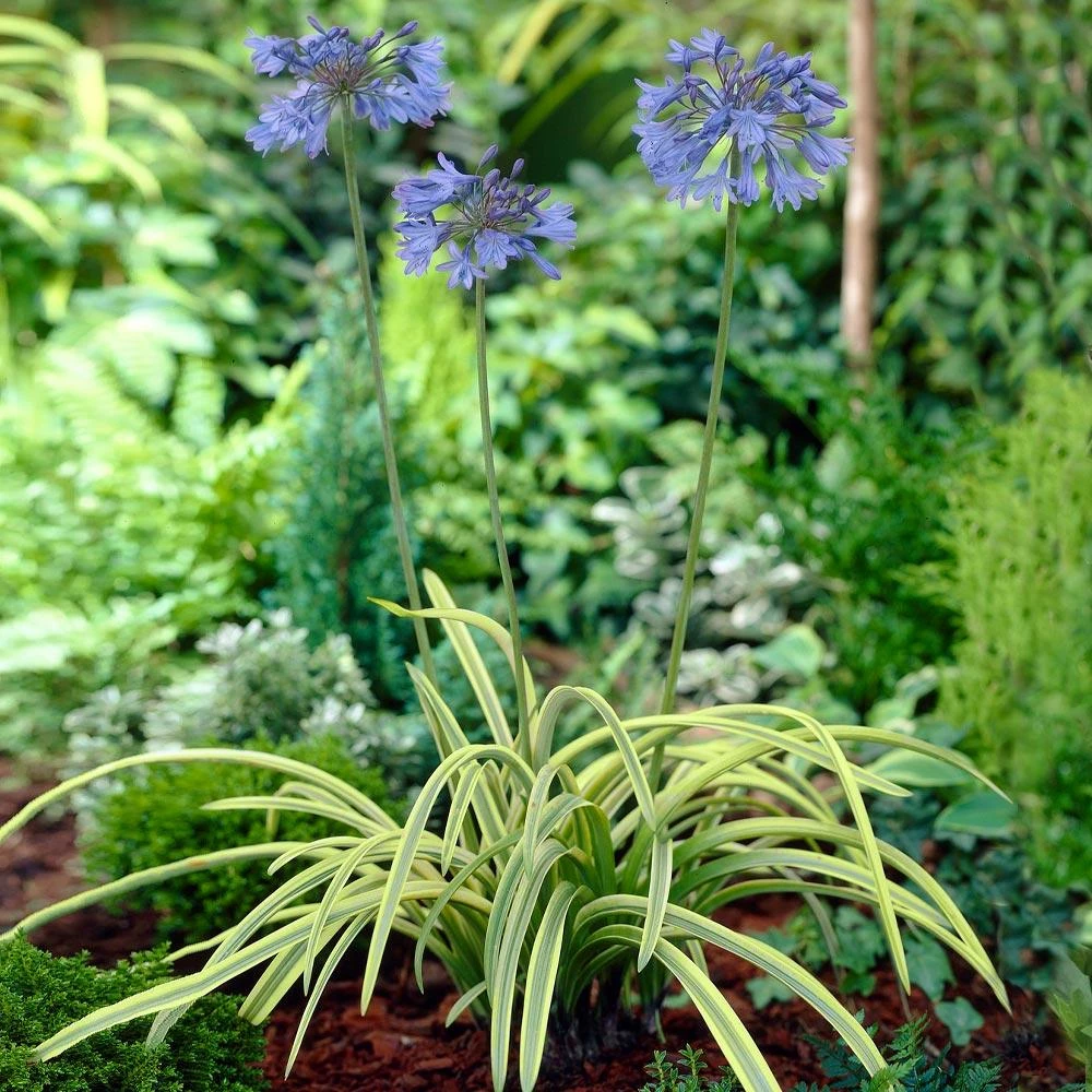 Fast Growing Trees Neverland Lily Of The Nile Plant 4 Fast Growing Trees Neverland Lily Of The Nile Plant