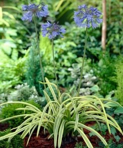 Fast Growing Trees Neverland Lily Of The Nile Plant