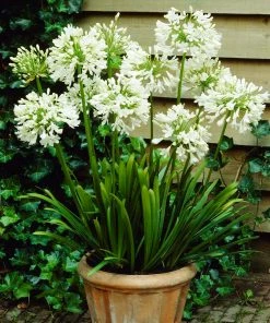 Fast Growing Trees See All Shrubs & Hedges White Agapanthus 9 Fast Growing Trees See All Shrubs & Hedges White Agapanthus