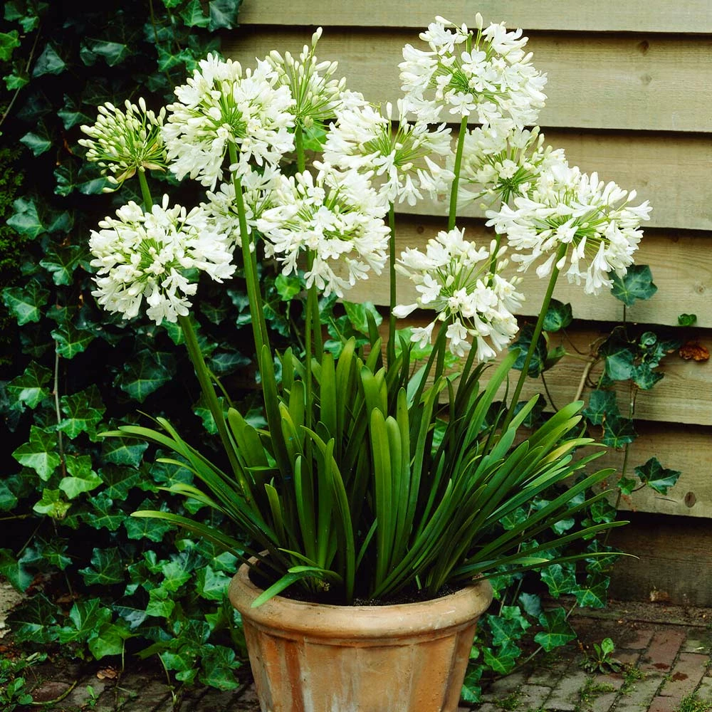 Fast Growing Trees See All Shrubs & Hedges White Agapanthus 5 Fast Growing Trees See All Shrubs & Hedges White Agapanthus
