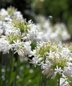Fast Growing Trees See All Shrubs & Hedges White Agapanthus 10 Fast Growing Trees See All Shrubs & Hedges White Agapanthus