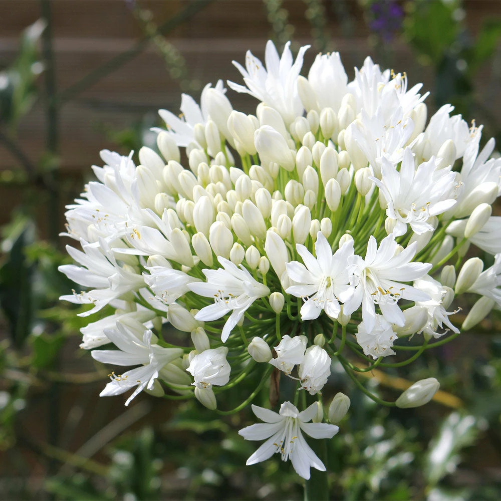 Fast Growing Trees See All Shrubs & Hedges White Agapanthus 7 Fast Growing Trees See All Shrubs & Hedges White Agapanthus