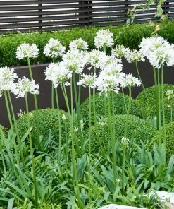 Fast Growing Trees See All Shrubs & Hedges White Agapanthus