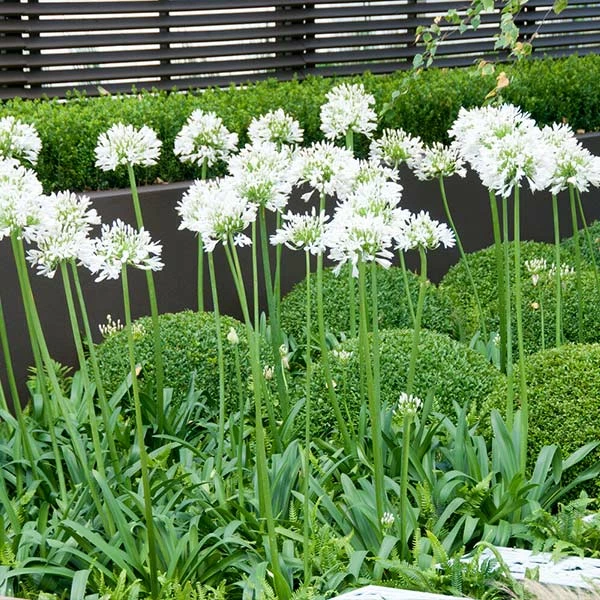Fast Growing Trees See All Shrubs & Hedges White Agapanthus 3 Fast Growing Trees See All Shrubs & Hedges White Agapanthus
