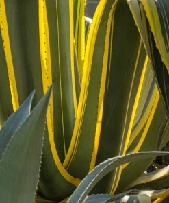 Fast Growing Trees See All Shrubs & Hedges Variegated Century Plant 9 Fast Growing Trees See All Shrubs & Hedges Variegated Century Plant