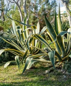 Fast Growing Trees See All Shrubs & Hedges Variegated Century Plant 8 Fast Growing Trees See All Shrubs & Hedges Variegated Century Plant