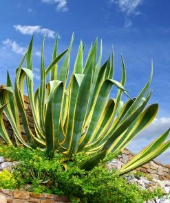 Fast Growing Trees See All Shrubs & Hedges Variegated Century Plant