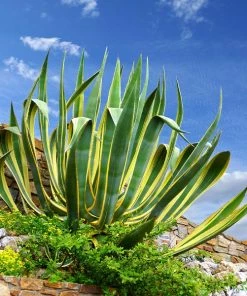 Fast Growing Trees See All Shrubs & Hedges Variegated Century Plant