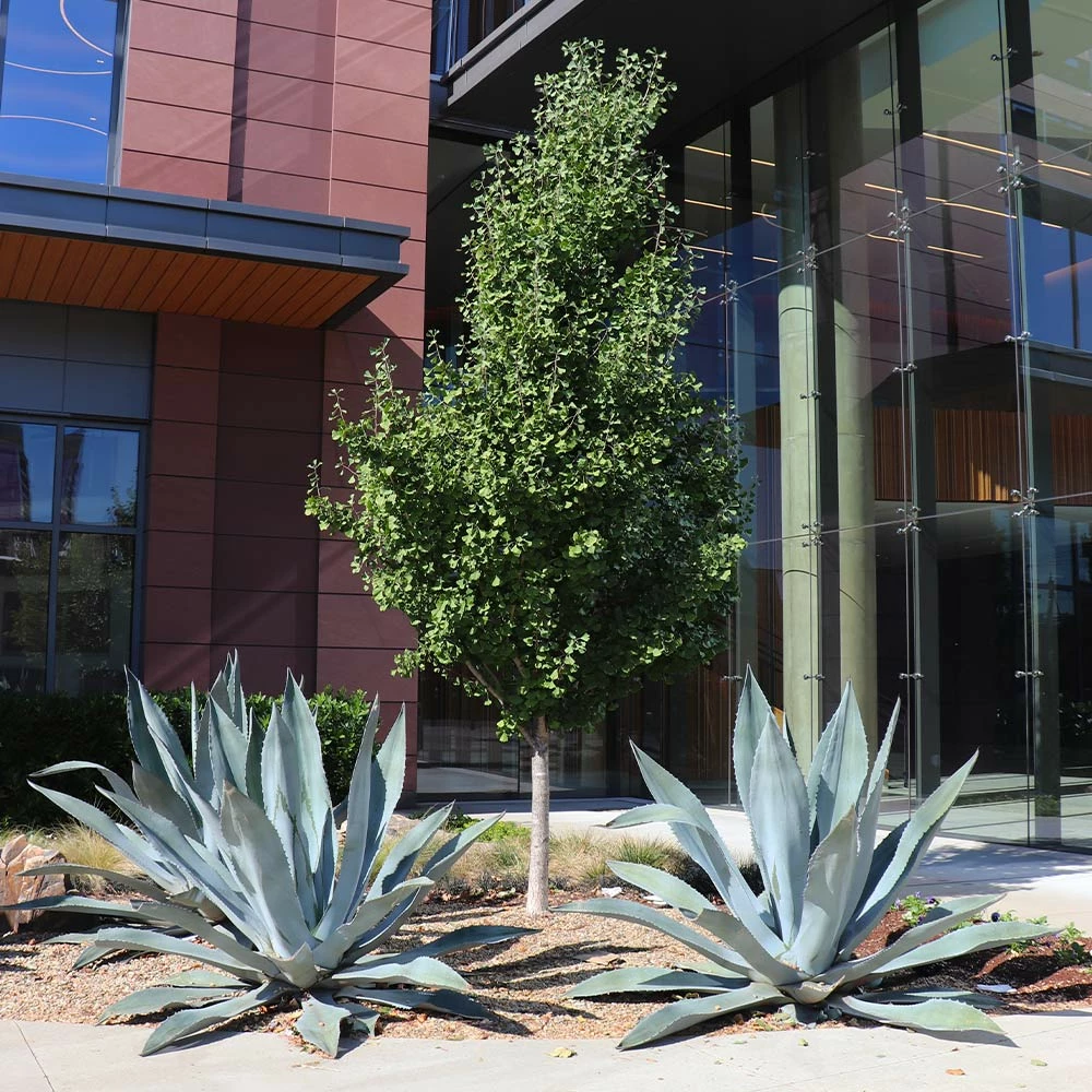 Fast Growing Trees Century Plant 7 Fast Growing Trees Century Plant