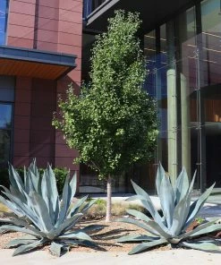 Fast Growing Trees See All Shrubs & Hedges Blue American Agave Plant