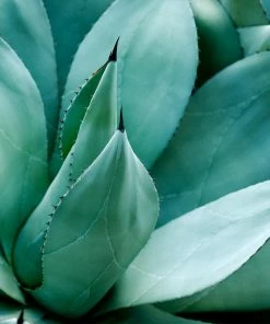 Fast Growing Trees See All Shrubs & Hedges Blue American Agave Plant