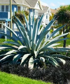 Fast Growing Trees See All Shrubs & Hedges Blue American Agave Plant