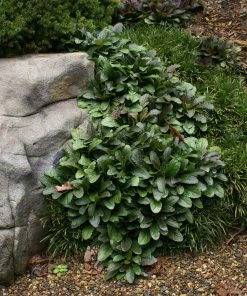 Fast Growing Trees Chocolate Chip Ajuga Plant