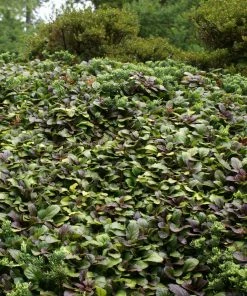 Fast Growing Trees Chocolate Chip Ajuga Plant