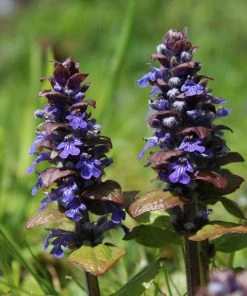 Fast Growing Trees Chocolate Chip Ajuga Plant