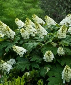Fast Growing Trees Hydrangea Shrubs Alice Oakleaf Hydrangea