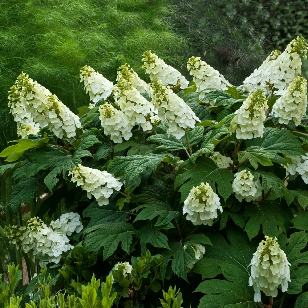 Fast Growing Trees Hydrangea Shrubs Alice Oakleaf Hydrangea 4 Fast Growing Trees Hydrangea Shrubs Alice Oakleaf Hydrangea