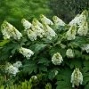 Fast Growing Trees Hydrangea Shrubs Alice Oakleaf Hydrangea 1 Fast Growing Trees Hydrangea Shrubs Alice Oakleaf Hydrangea