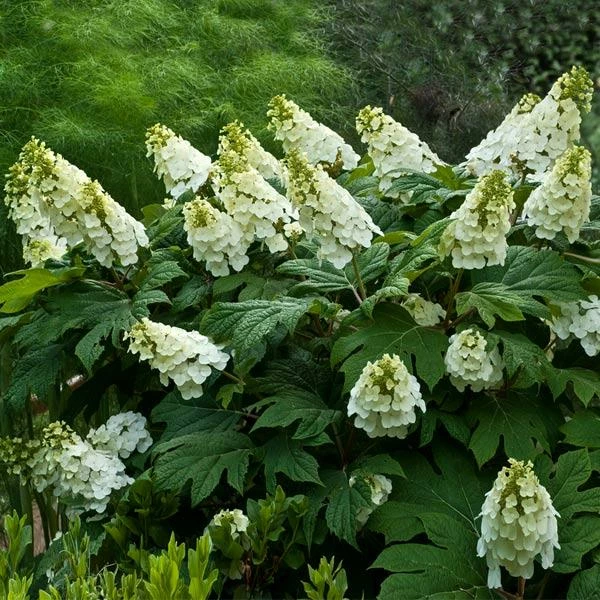 Fast Growing Trees Hydrangea Shrubs Alice Oakleaf Hydrangea 3 Fast Growing Trees Hydrangea Shrubs Alice Oakleaf Hydrangea