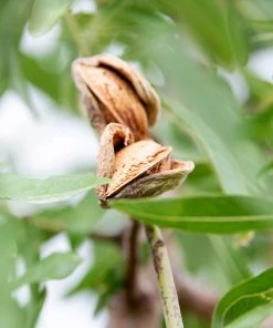 Fast Growing Trees All-in-One Almond Tree Nut Trees 9 Fast Growing Trees All-in-One Almond Tree Nut Trees