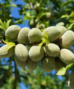 Fast Growing Trees All-in-One Almond Tree Nut Trees
